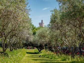Olive grove in Jardin des Doms, Avignon, with a historic tower visible in the background under blue sky.