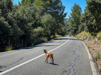 Goat crosses the road in Mallorca