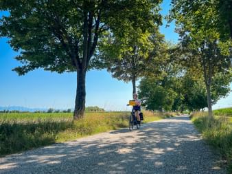Radfahrerin auf Schotterweg gesäumt von hohen Bäumen in der Toskana. Grüne Felder und blauer Himmel im Hintergrund.