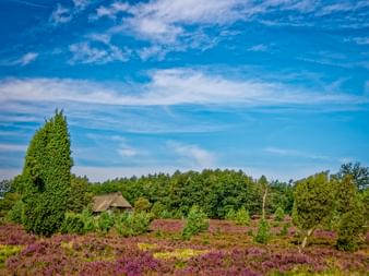 Lila blühende Heidelandschaft in der Lüneburger Heide mit reetgedecktem Haus und grünen Bäumen unter blauem Himmel.