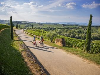 Zwei Radfahrer auf einer asphaltierten Straße durch Weinberge im Friaul. Hohe Zypressen säumen den Weg mit sanften Hügeln und Bergen in der Ferne.