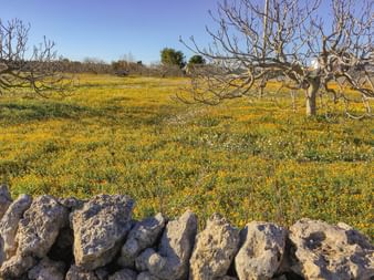 landscape walls