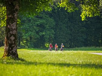 Drei Radfahrer fahren auf einem asphaltierten Weg durch grüne Wiese mit dichtem Wald im Hintergrund. Großer Baumstamm im Vordergrund.