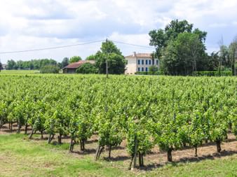 vineyard in Bordeaux