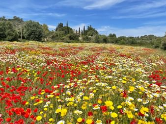 flower meadow