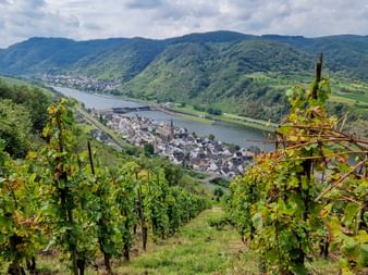 The vineyards near Neef