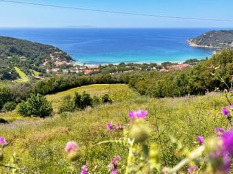 Hügellandschaft mit Ausblick auf das Meer auf der Insel Elba in der Toskana mit violetten Wildblumen