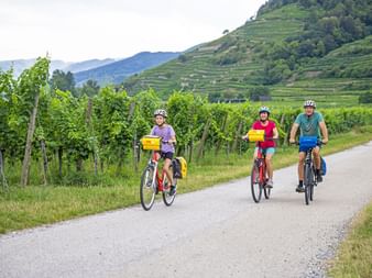 Cyclists along the vines in the Wachau