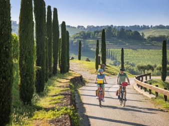 Two cyclists riding on a paved road lined with tall cypress trees in Tuscany, with rolling hills and vineyards in the background.