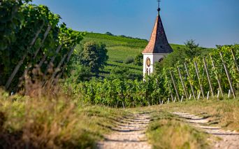 Radweg durch die Weingärten des Südschwarzwaldes