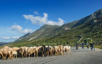 Sheep herd