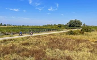 Cycle path through Vineyard