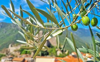 Olive shrub