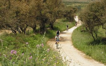 Radfahrer zwischen Olivenbäumen