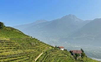 Terrassierte Weinberge an einem Hang bei Lana in Südtirol mit einem weißen Haus und Berggipfeln im Hintergrund unter klarem Himmel.