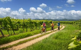 Drei Radfahrer auf einem Schotterweg zwischen grünen Weingärten unter blauem Himmel mit weißen Wolken. Berge in der Ferne sichtbar.