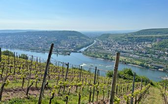 Rheinpanorama mit Weinreben