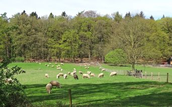 Sheep on green pasture and forest