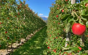 Apfelplantage in Schlanders