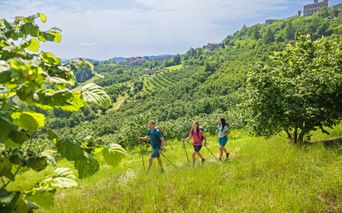 Drei Wanderer in den ligurischen Haselnusshainen