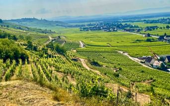 Kayserberg Weinberge