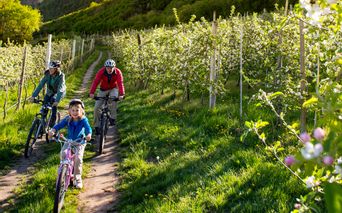 Familie fährt mit dem Rad durch Apfelbäume in Südtirol