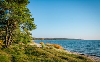 Coastal view near Garz with pine trees on a grassy shore, blue water, and distant forested coastline under clear sky.