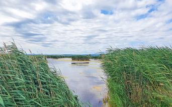 Reed lake Neusiedl