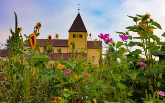 Insel Reichenau Blumen und Kirche im Hintergrund