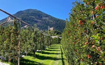 Rows of apple trees with red fruit in an orchard, with a castle on a forested mountain and blue sky in the background.