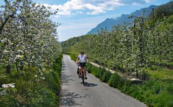 Radweg führt durch blühende Apfelbäume