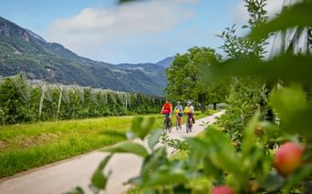 Bike path through apple orchard