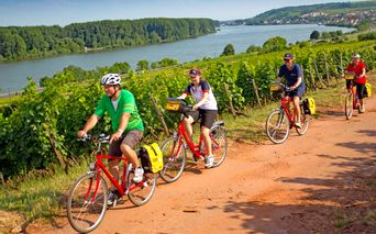 Cyclists on the Rhine cycle path near Nierstein