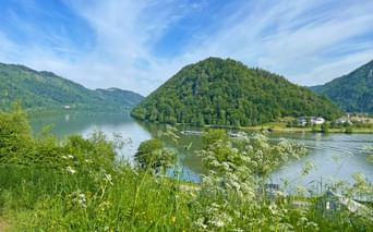 Malerischer Blick auf die Donau bei Schlögen mit bewaldeter Halbinsel, weißen Wildblumen im Vordergrund und Bergen unter blauem Himmel.