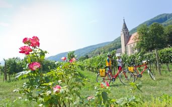 Weinreben in der Wachau