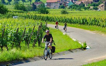 Radfahrer in den Weinbergen bei Kayserberg