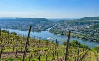 Weinreben am Hang mit Blick auf den Rhein, der sich durch ein Tal mit Ortschaften und grünen Hügeln unter blauem Himmel schlängelt.