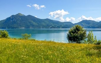 Yellow wildflower meadow in foreground with turquoise Walchensee lake and forested mountains under blue sky with white clouds.