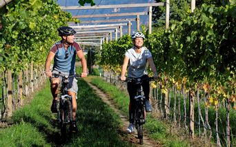 Weingärten mit Radfahrer