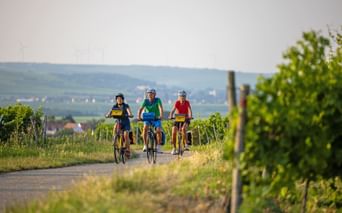 Cyclists through the vines