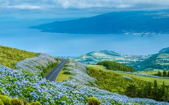 Straße umgeben von Hortensien auf der Insel Faial