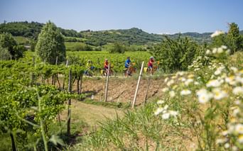 Vier Radfahrer fahren durch grüne Weinberge im Veneto mit weißen Gänseblümchen im Vordergrund und sanften Hügeln unter blauem Himmel.