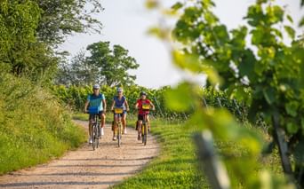 Radfahrer durch den Weinreben