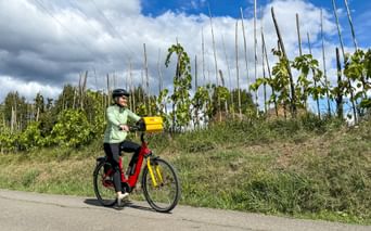 Radfahrerin in den Weinberge