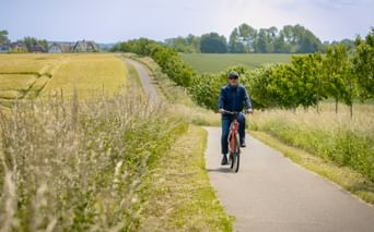 Cyclist in dark clothing riding red bike on paved path between golden grain fields and green vineyards under blue sky.