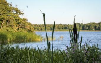 Blue lake with kayakers in the distance, framed by reeds and purple wildflowers. Green trees line the far shore under a clear sky.
