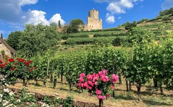 Weinberge im Elsaß mit Blick auf Schloss Kaysersberg