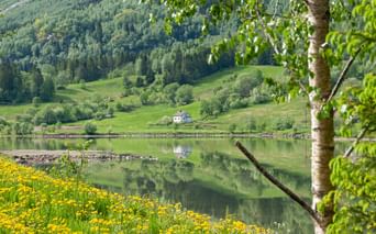 Yellow dandelion field by calm fjord waters reflecting green hills and white house. Birch tree frames the view near Oslofjord, Norway.