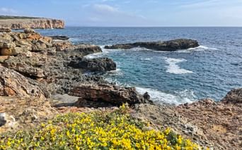 Rocky coastline with yellow wildflowers in foreground, turquoise sea, and limestone cliffs under blue sky near Porto Colom, Mallorca.