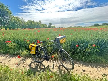 A bicycle stands on a path in the middle of a poppy field.